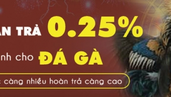 SV388 Là Gì? Các Kèo Cược Đá Gà Hấp Dẫn Chỉ Có Tại SV388